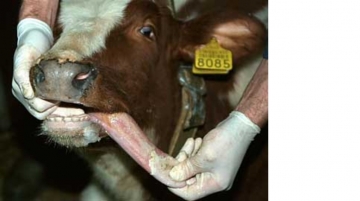 Şap hastalığı nedeniyle Bolu'da hayvan pazarları kapatıldı