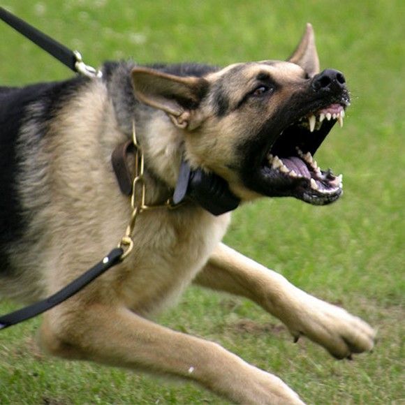 SEDAŞ'ın köpekleri !!