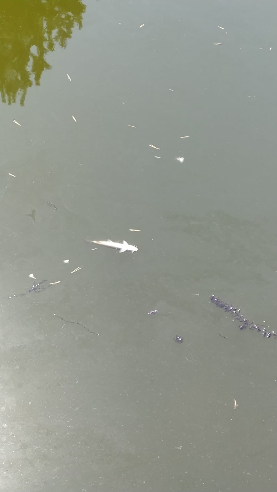 Aladağ çayında balık ölümleri