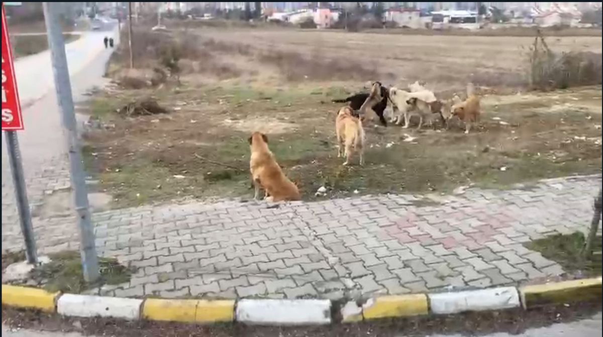 BOLU'da KÖPEK TERÖRÜ HER YERDE