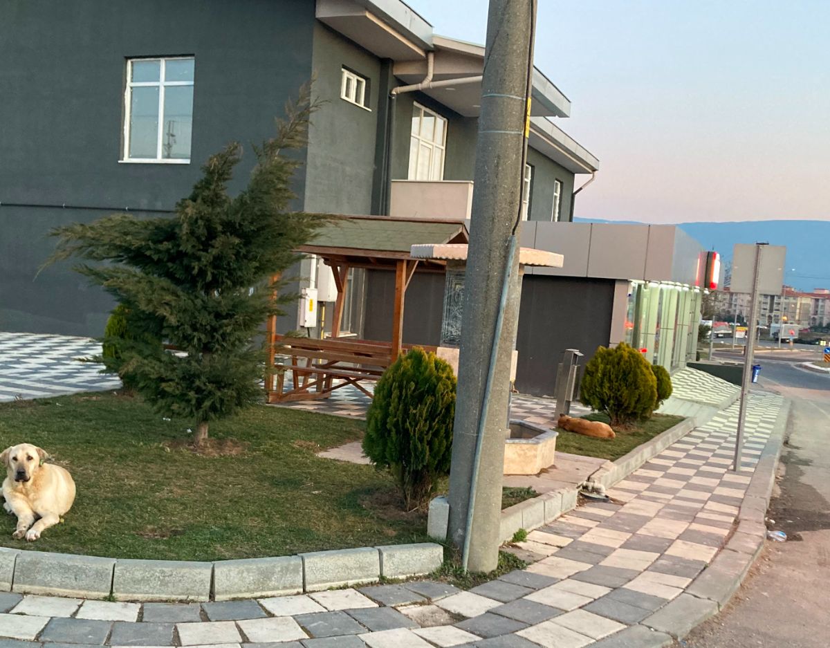 KÖPEKLER ÖLDÜRÜYOR