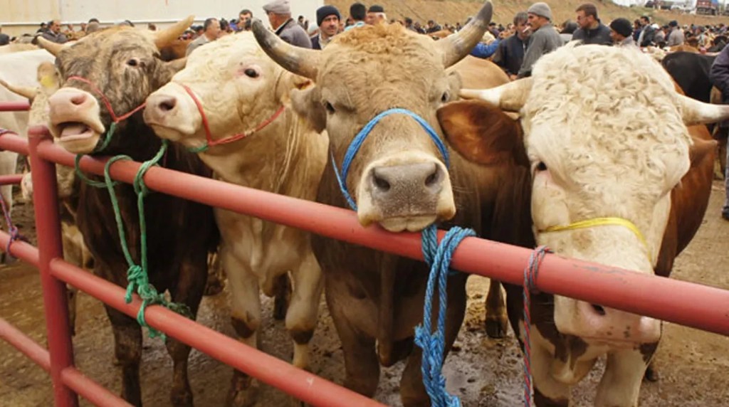 Bolu kurbanlık kesim fiyatı ve adresleri belli oldu