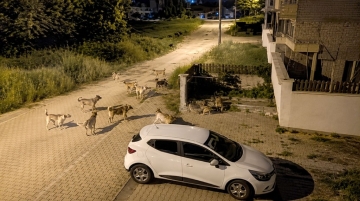 Başıboş köpekler mahallelerde korku salıyor