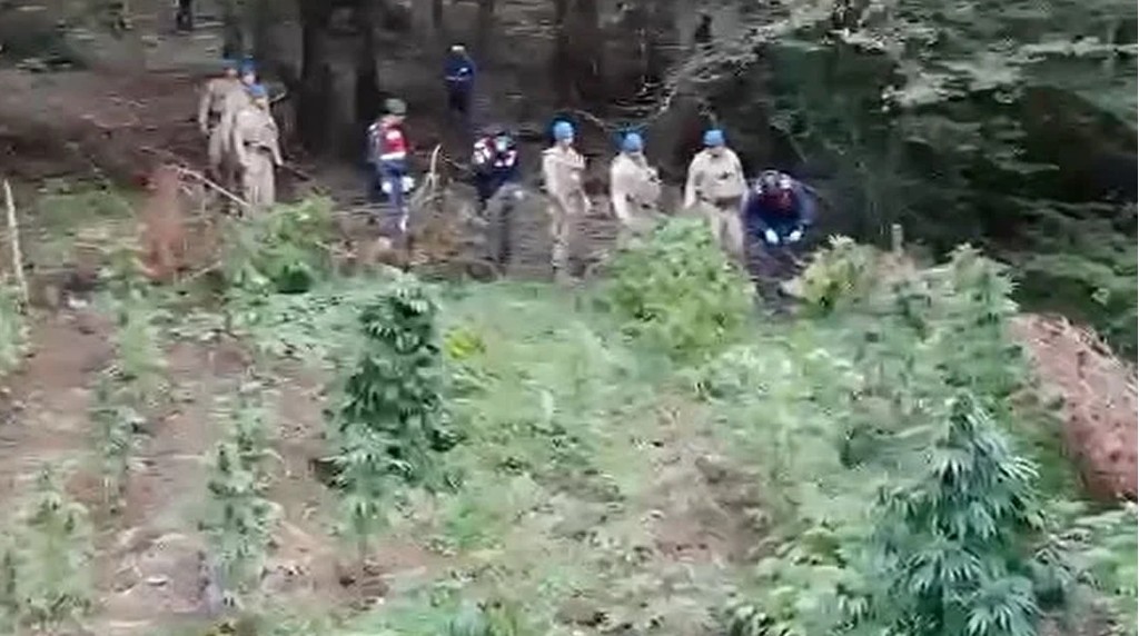Ormanlık Alanda Uyuşturucu Operasyonu: 288 Kök Kenevir Ele Geçirildi